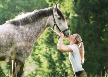 Basis Vergleich Pferde OP Versicherung (Pferd und Pony)