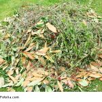 Grünschnitt vergiftete Pferde