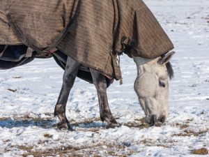 Mauke beim Pferd Was tun bei Mauke?