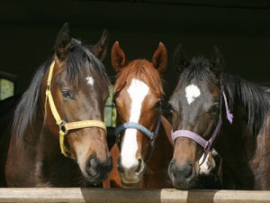 Pferdekauf: Welches Pferd passt zu mir?