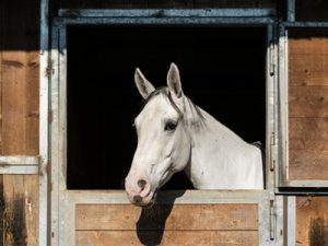 Rotz beim Pferd