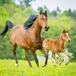 Kolik beim Pferd - Das sollte man tun!