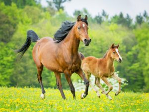 Schöne Pferdenamen - Und was man beachten muss!