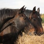 Versicherungsbedingungen auf dem Prüfstand: Wirtschaftlichkeitsklausel bei der Allianz Pferde OP Versicherung?