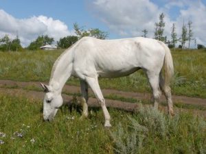 Das Pferd ist zu dünn! Was tun?