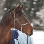Pferde OP Versicherung: regenerative Therapien wie IRAP und PRP