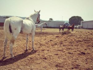 Wieviel Platz braucht ein Pferd