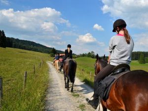 Worauf bei Pferde Versicherungspaket achten