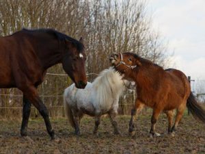 Foderungsausfalldeckung Pferdehaftpflicht