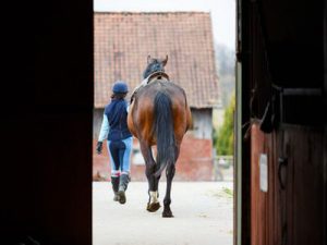 Kolik beim Pferd Schritt gehen