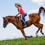 Uelzener OP Versicherung Pferd