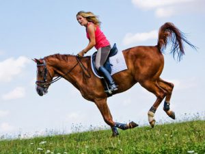 Uelzener Reiterunfallversicherung