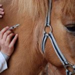 Wie oft sollte man das Pferd impfen lassen?