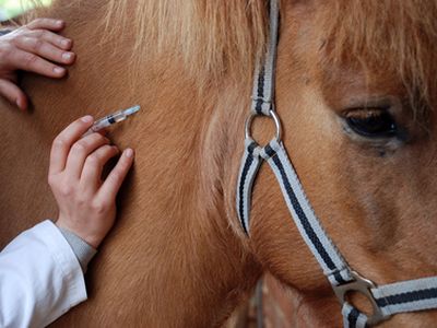 Impfung Pferd Turnier