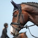 Wo liegt der richtige Puls beim Pferd?