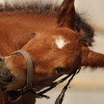 Pferd Gegen Borreliose Impfen