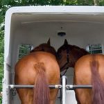 Pferd verladen - Die besten Tricks