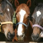 Pferdesteuer: Wie wirkt sie sich auf den Pferdemarkt aus?