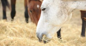 Darmsanierung beim Pferd