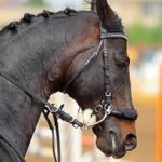 Gebissloses Reiten - Worauf es wirklich ankommt