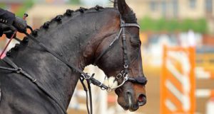 Versicherungsschutz gebissloses Reiten