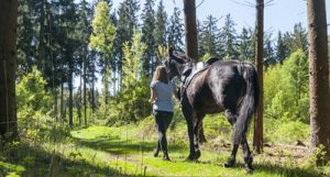 Rückentraining für Pferde 