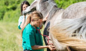 Pferdekrankenversicherung sinnvoll