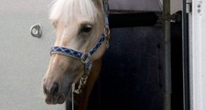 Pferdeanhänger für Transport vorbereiten