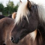 Isländische Pferdenamen - Beispiele und Bedeutung