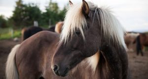 Isländische Pferdenamen 