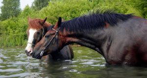 Pferd baden im See