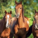 Coole Pferdenamen - Ideen und Inspirationen