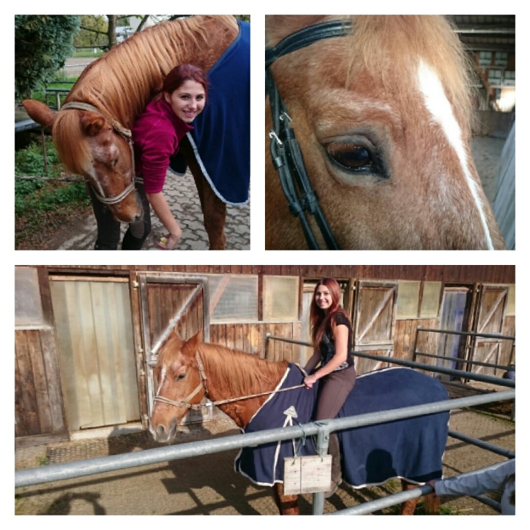 Wieviel Gewicht kann ein Pferd tragen?