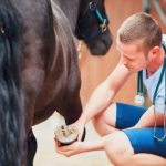 Ankaufsuntersuchung beim Pferd: Überblick über die wichtigsten Fragen