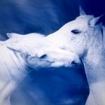 Pferde verstehen - Gestik und Mimik