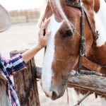 Reiten lernen - Die verschiedenen Reitdisziplinen