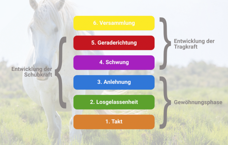 Die Ausbildungsskala in der Jungpferdeausbildung - Pferd Spezial