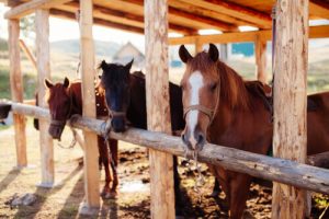 Pferde halten - Die richtige Haltungsform finden