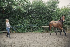 Bodenarbeit: Die Gymnastizierung von Pferden