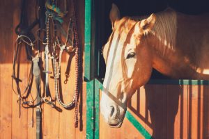 Die Grundausrüstung für das Reitpferd