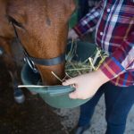 Was kannst Du tun, wenn Dein Pferd zu dünn ist?