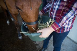 Was kannst Du tun, wenn Dein Pferd zu dünn ist?