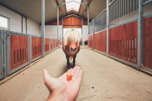 Was kannst Du tun, wenn Dein Pferd zu dick ist?