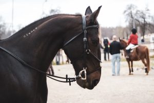 Reitturnier: Das ABC des Turnierreitens