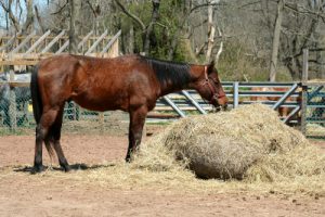 Das richtige Pferdefutter: Was Du alles beachten musst bei der Art der Fütterung