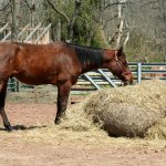 Darmsanierung pferd nach wurmkur - Die ausgezeichnetesten Darmsanierung pferd nach wurmkur im Vergleich